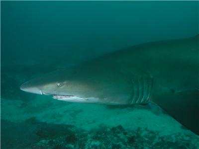 Grey nurse shark at South Solitary Island